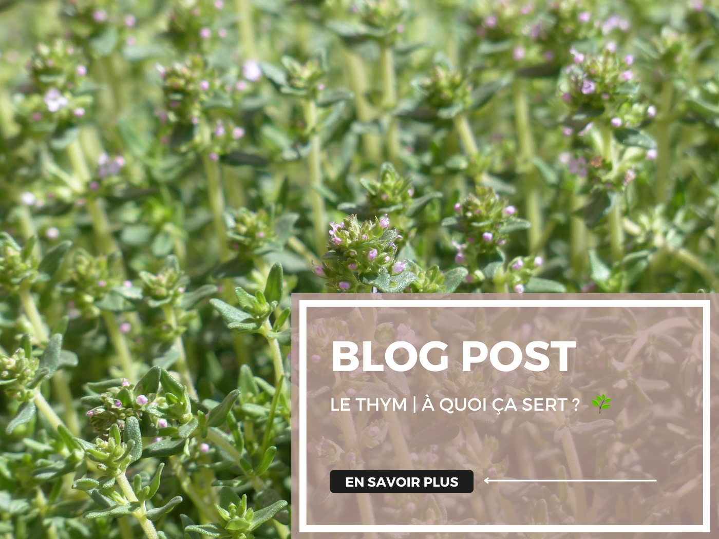 Le Thym | Tout savoir sur cette plante aromatique et médicinale !