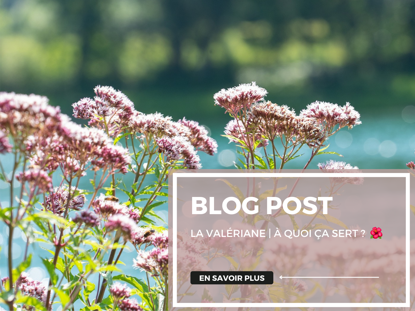 La valériane | A quoi ça sert ?