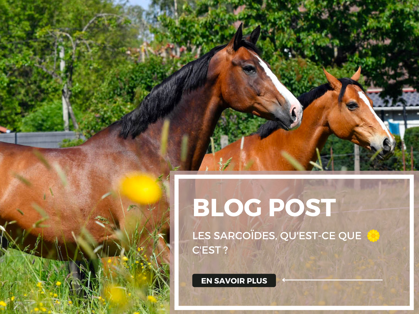 Les sarcoïdes : Qu'est-ce que c'est ?