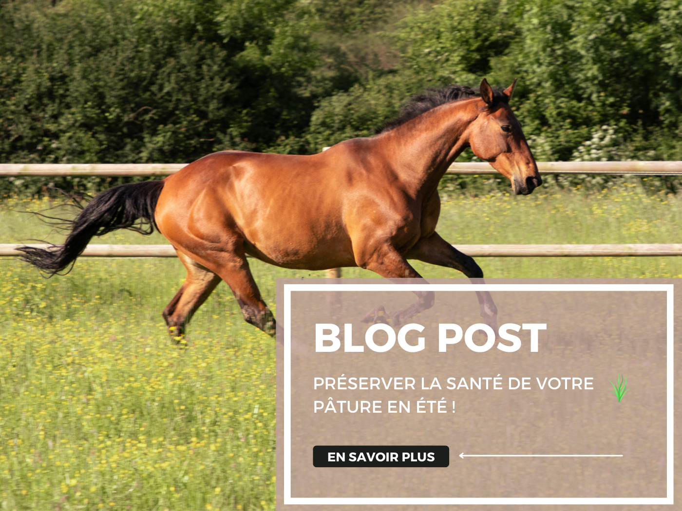 Préserver la santé de votre pâture en été : les bonnes pratiques à adopter