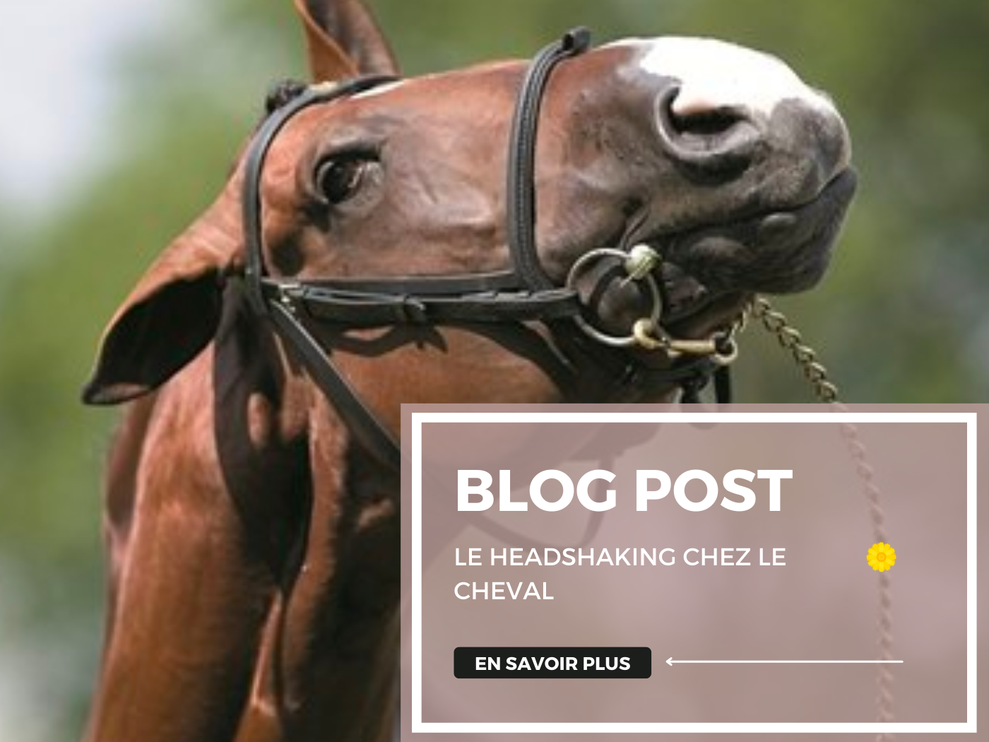 Mon cheval secoue la tête, est-ce du headshaking ?