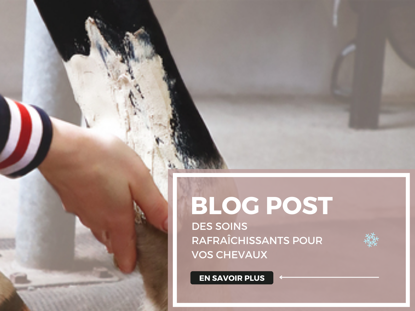 Les soins rafraîchissants pour les chevaux : Baumes, gels et argile pour apaiser et revitaliser