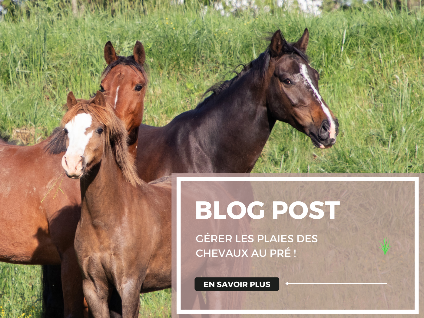 Au pré en toute sécurité : Gérer les plaies des chevaux