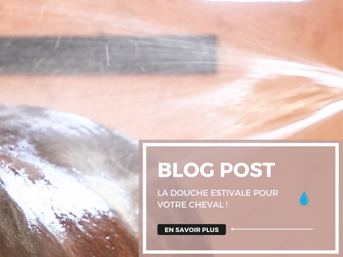La douche estivale pour votre cheval : avantages, précautions et conseils