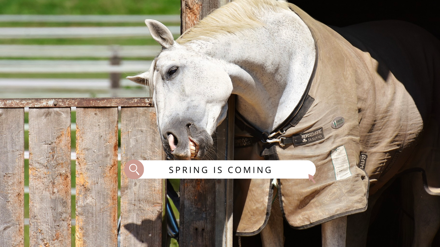 Gérer les inconforts de l'été : tout sur la dermite estivale chez les équidés !
