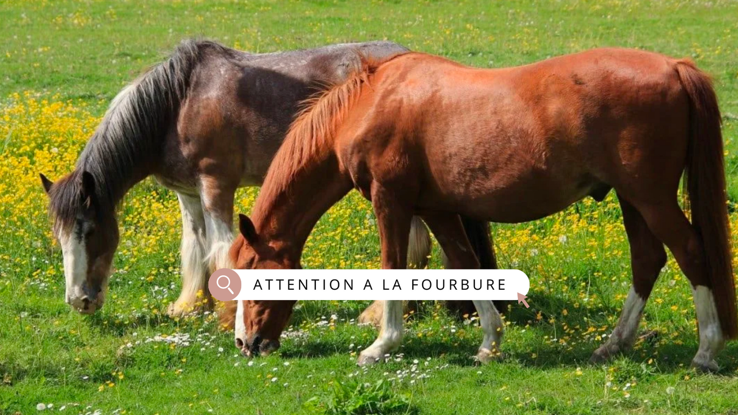 Qu'est-ce que la fourbure équine et comment la reconnaître chez votre cheval ?