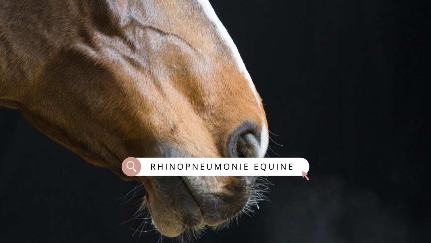 Rhinopneumonie équine : Ce que tout propriétaire de cheval doit savoir