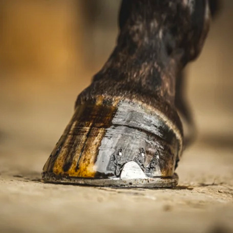 Carr & Day & Martin - Huile pour sabots à l'arbre de thé