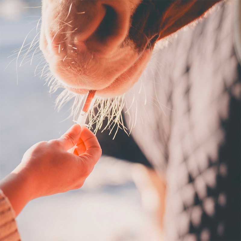 Cura Naturale - Complément alimentaire pour chevaux confort digestif