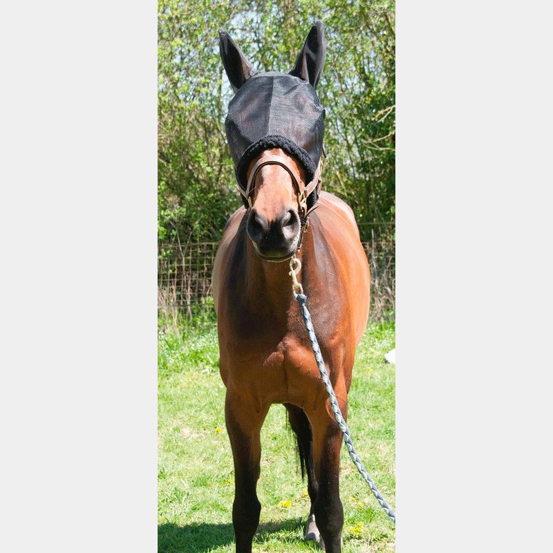 TdeT - Masque anti-mouches noir | - Ohlala