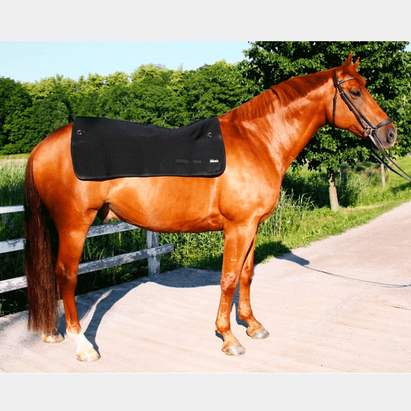 Back On Track - Chauffe-dos Back Warmer | - Ohlala