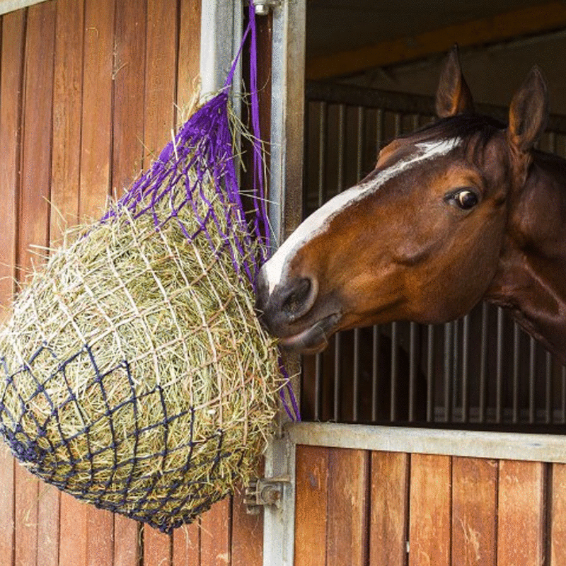 Filet à foin tricolore violet/marine | - Ohlala