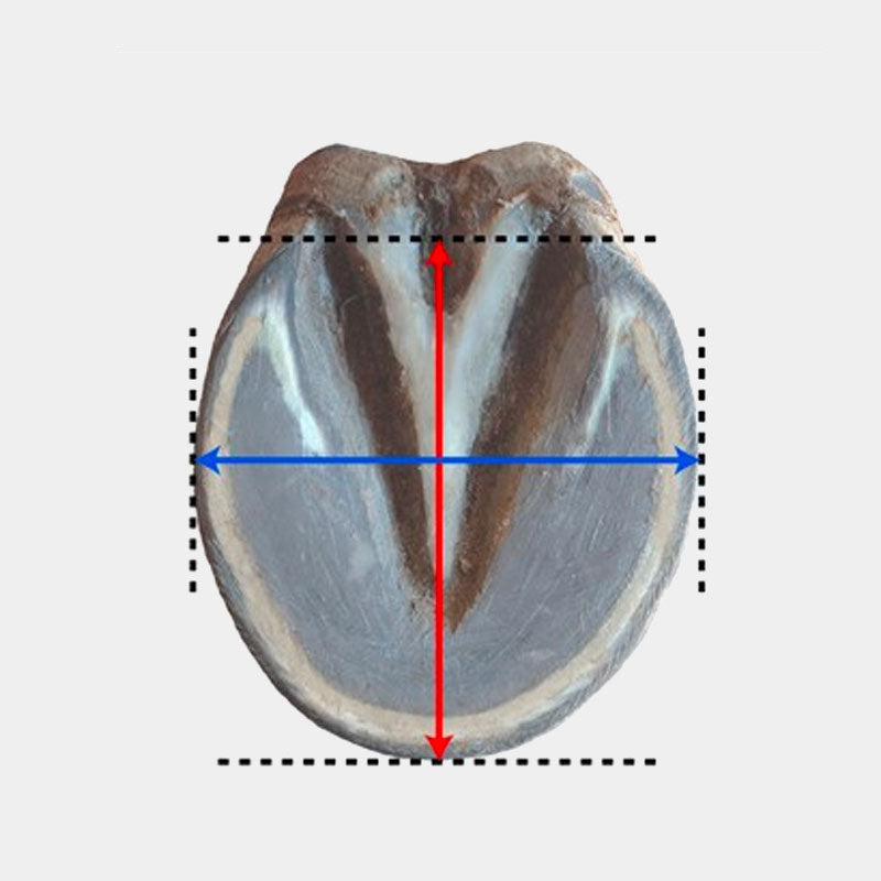 Michel Vaillant - Chausson Floating boots trainer antérieur