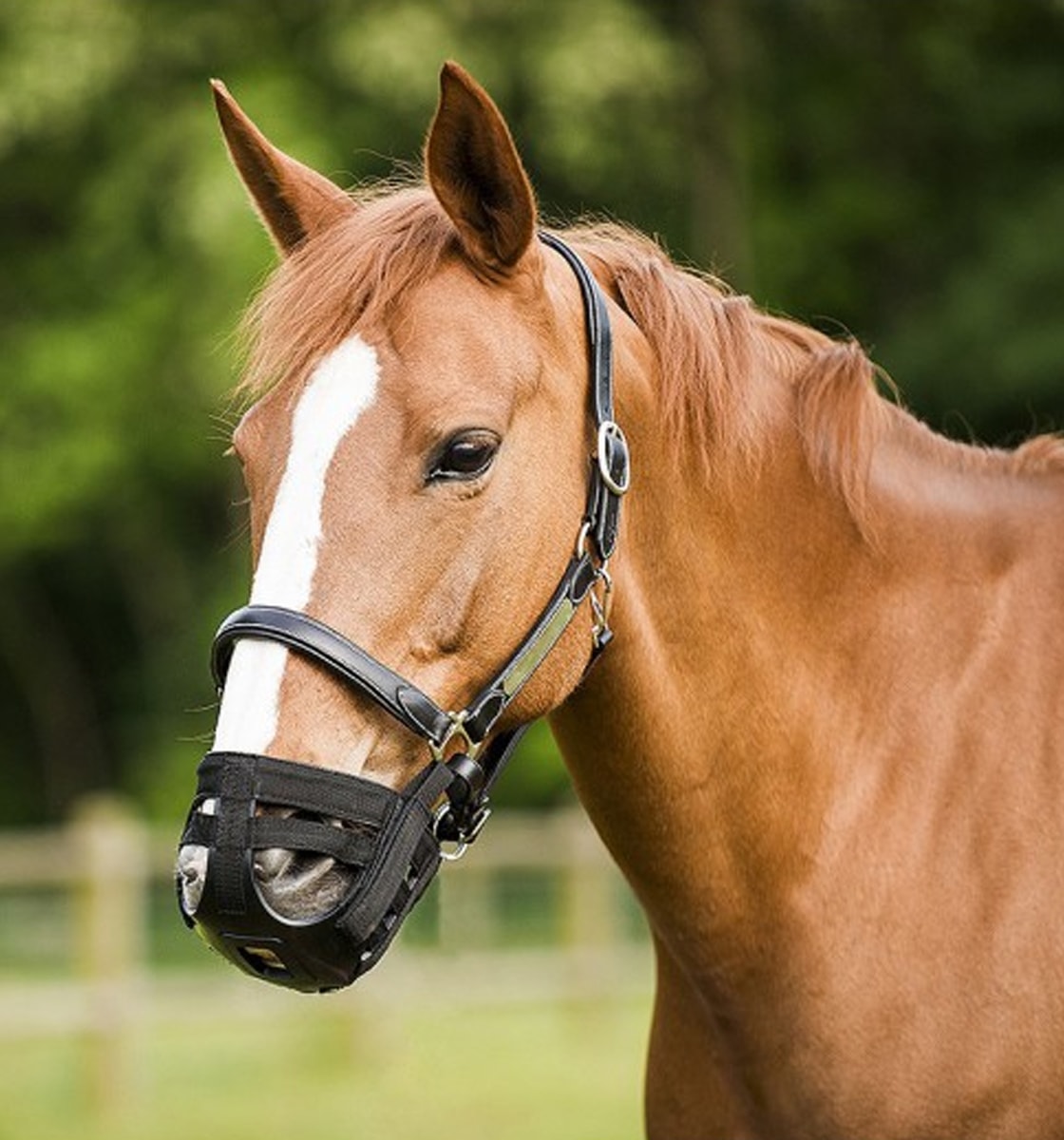 Norton - Panier muselière noir