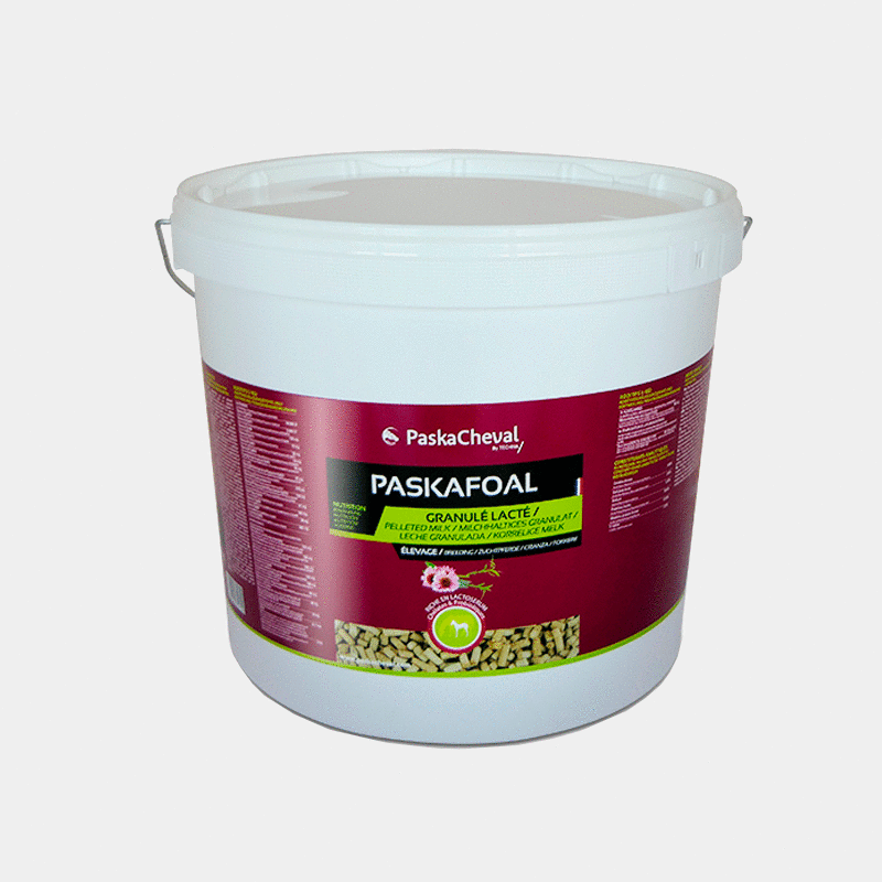 Paskacheval - paskafoal | - Ohlala