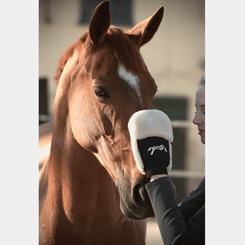 Pénélope Store - Gant de pansage | - Ohlala