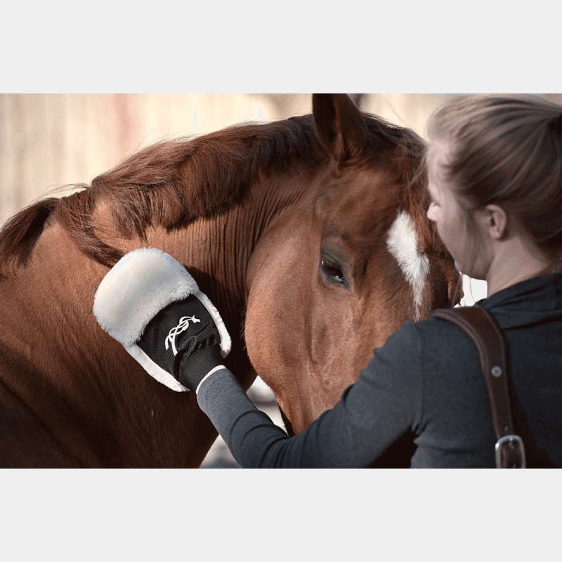 Pénélope Store - Gant de pansage | - Ohlala