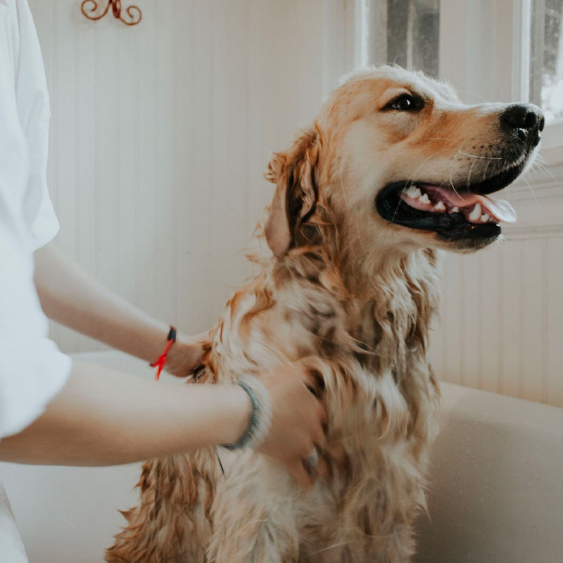 Alodis Care - Shampoing pour chien beauté et brillance du poil Cani Soap