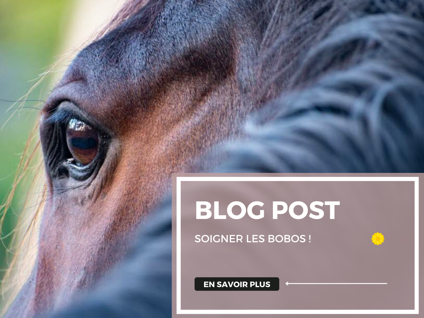 Comment nettoyer les plaies du cheval : astuces et conseils pratiques