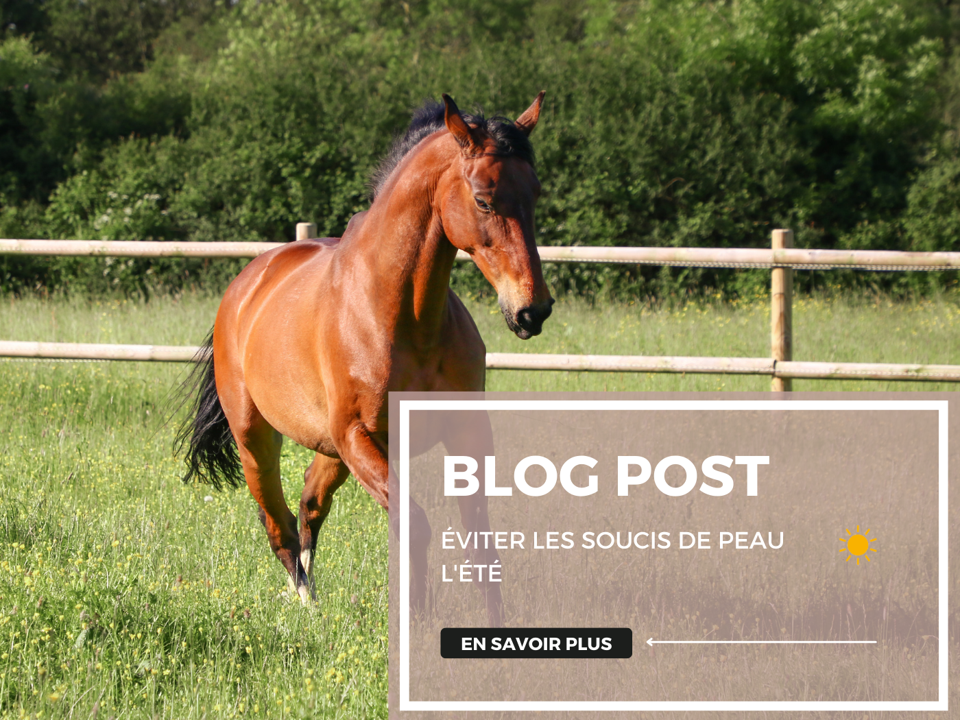 Évitez les soucis de peau cet été : conseils pratiques pour les chevaux