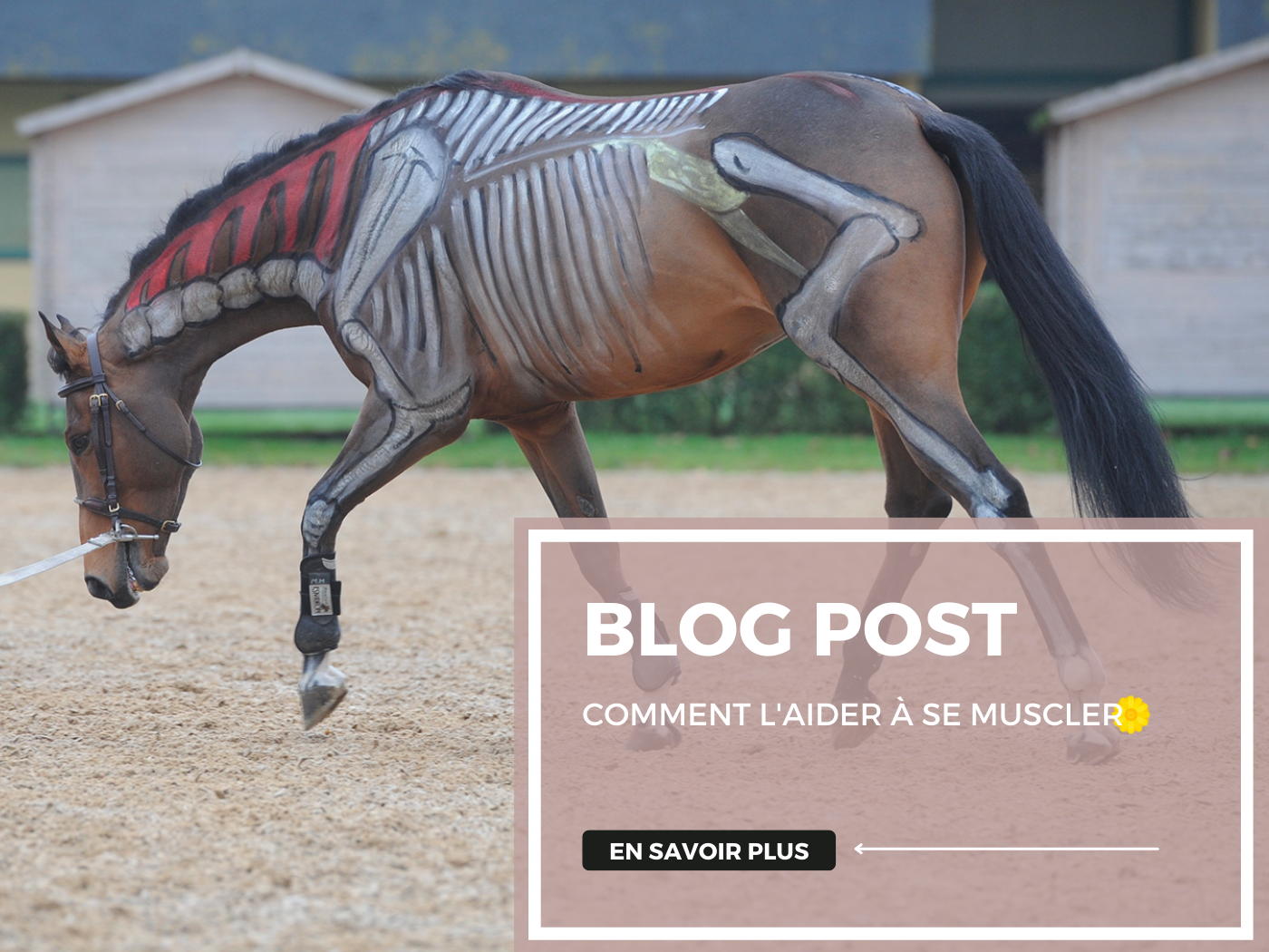 Les 5 conseils pour aider votre cheval à prendre du muscle !