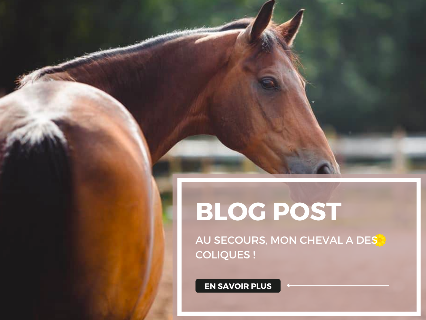 Au secours, mon cheval a des coliques !