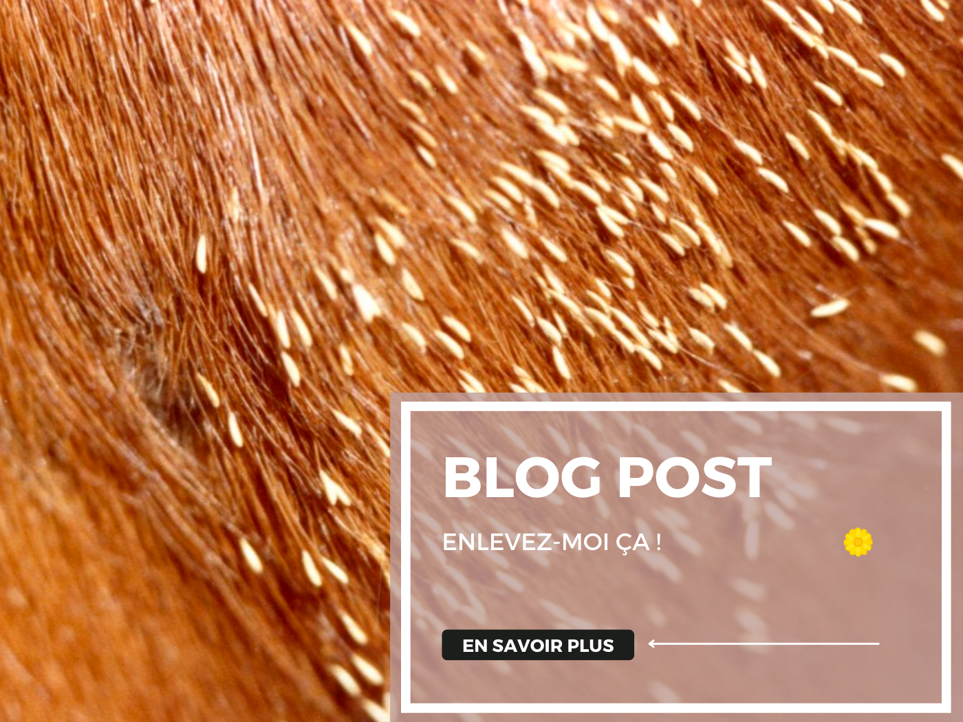 Comment enlever les oeufs de mouche sur mon cheval ?