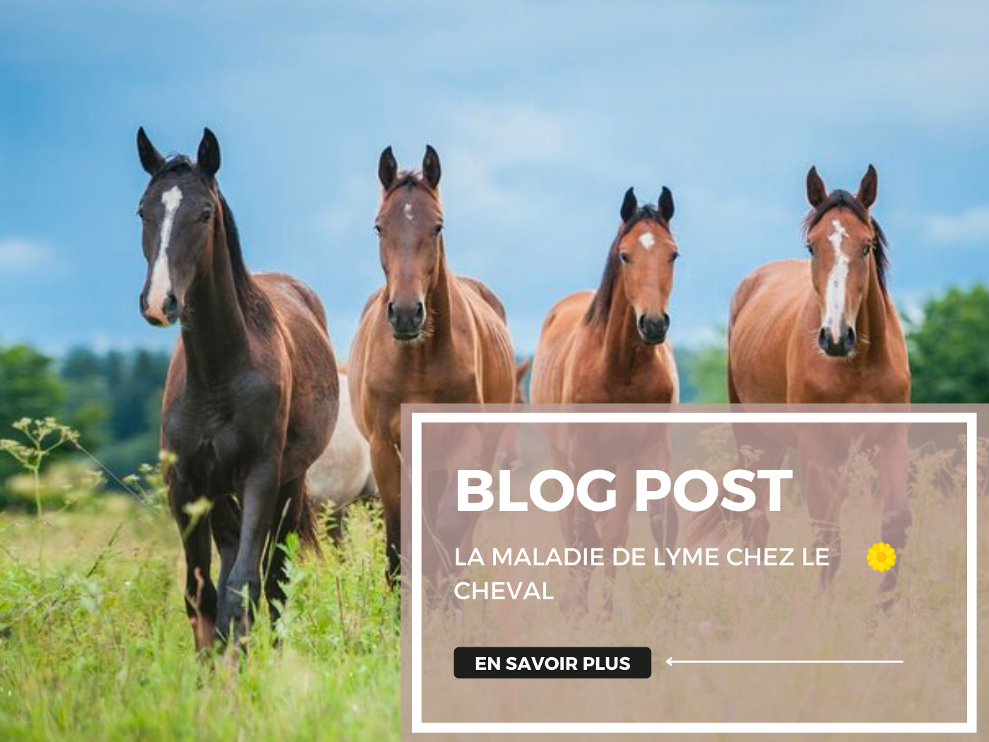 Maladie de Lyme chez les chevaux : tout ce que vous devez savoir sur cette maladie