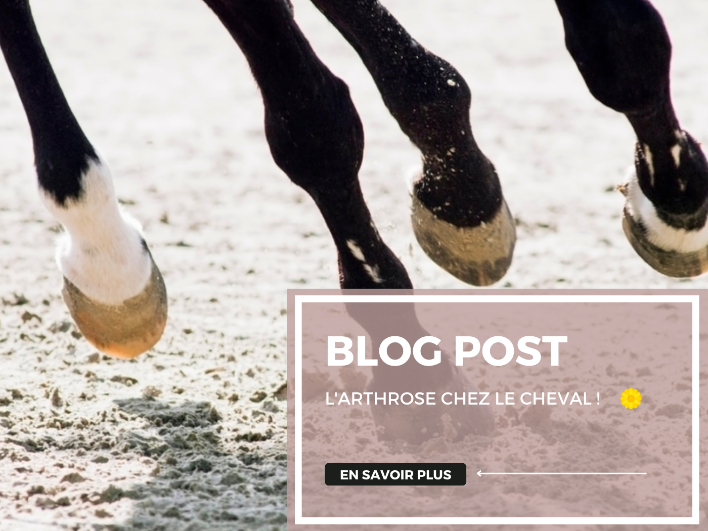 Ouch ! Mon cheval a de l'arthrose, que faire ?!