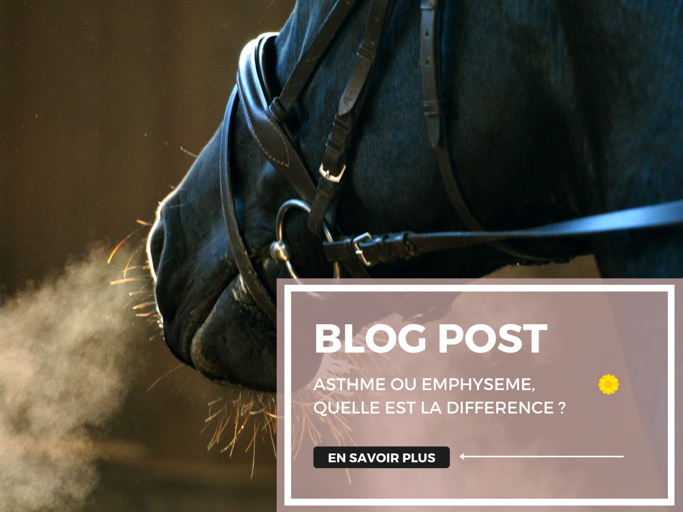 Quelle est la différence entre l'asthme et l'emphysème chez le cheval ?