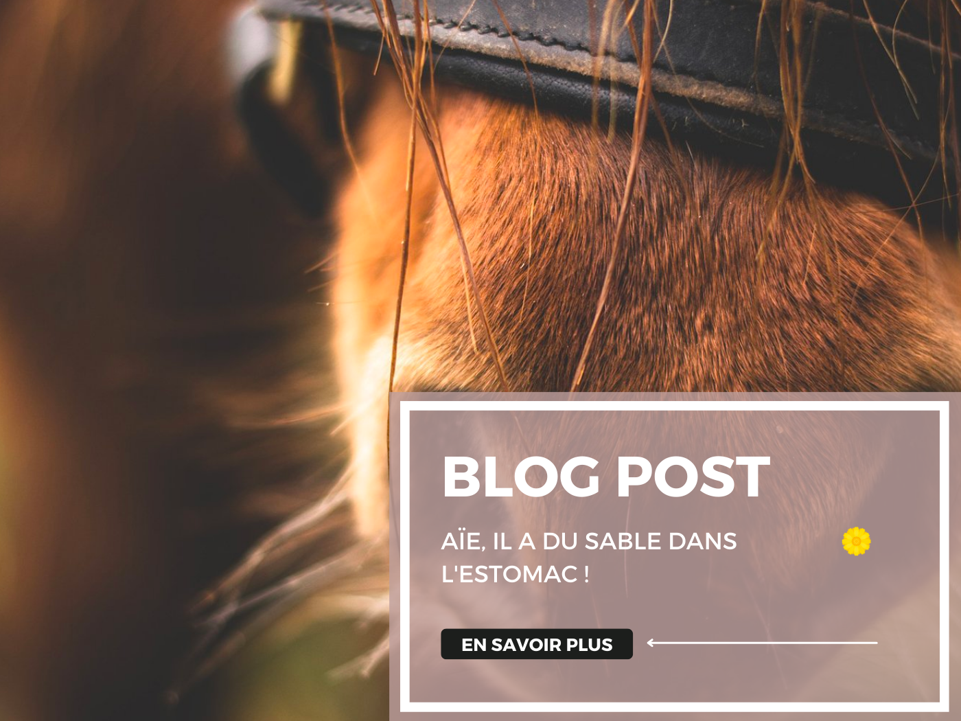 Comment savoir si mon cheval fait une colique de sable ?