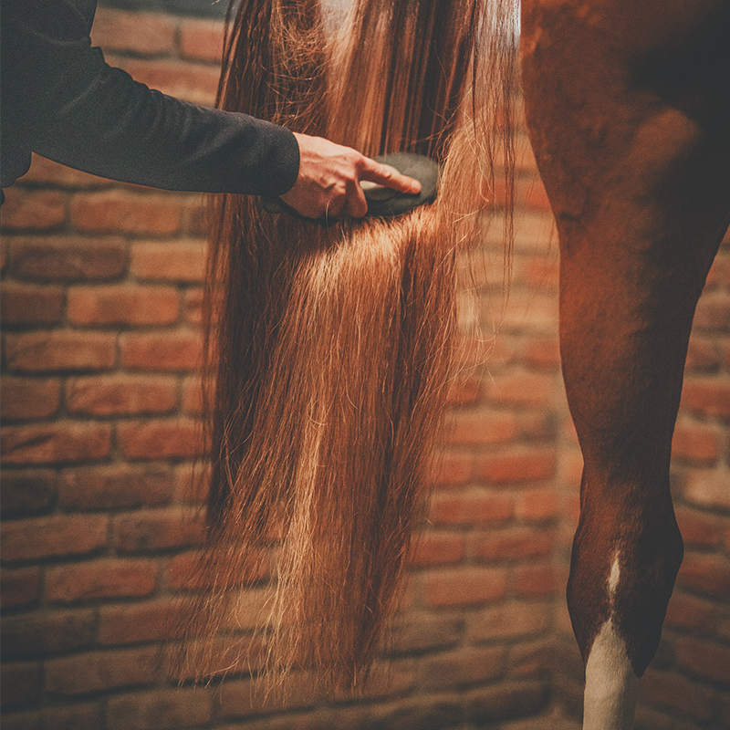 Cura Naturale - Démêlant et lustrant pour chevaux à l'orchidée