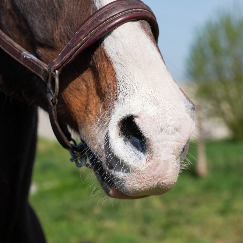 Natural' Innov - Crème solaire pour chevaux Natural'Sun