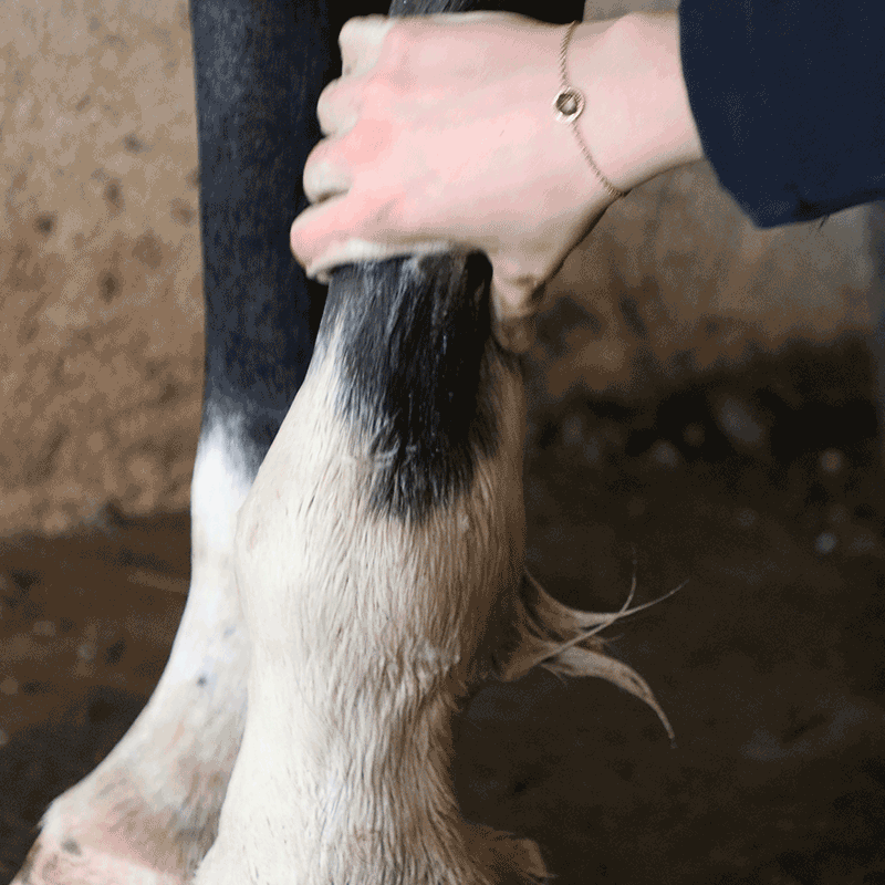 La Douche A Maouche - Shampoing solide pour chevaux